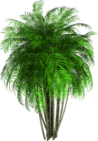 palm tree - Nitsa P - nemokama png