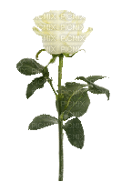 rose blanche - GIF animé gratuit