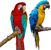 Kaz_Creations Birds On Branch Parrots - PNG gratuit