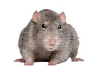 Kaz_Creations Rat-Mouse - bezmaksas png