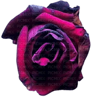 wilting dead rose - Free PNG