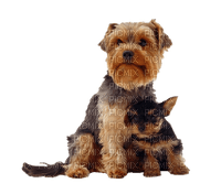 patymirabelle chien yorkshire - png gratuito