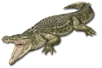 Kaz_Creations Crocodile Alligator - PNG gratuit