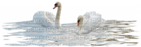 cisne - 免费PNG