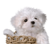 Tube Animaux Chien - png ฟรี