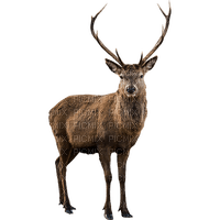 Deer, Stag, png - PNG gratuit