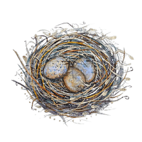 nest - ücretsiz png