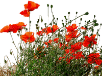 poppy flowers bp - besplatni png