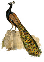 pavo real - PNG gratuit