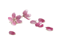 Spring Blossom Pink - ilmainen png