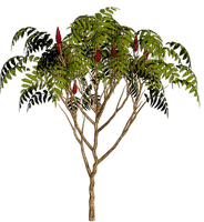 Kaz_Creations Trees Tree - ilmainen png