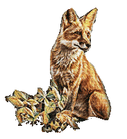 fox - Δωρεάν κινούμενο GIF