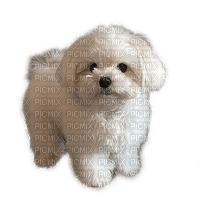 Chien.Dog.Perro-Victoriabea - gratis png