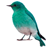 bird-oiseau couleur-summer-spring - Nemokamas animacinis gif