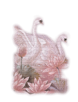 SWANS - Free PNG