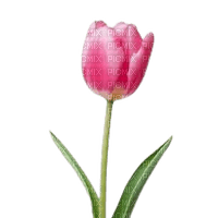 Tulipano fuxia - png gratis
