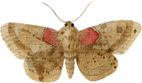 dolceluna deco butterfly autumn brown red - kostenlos png