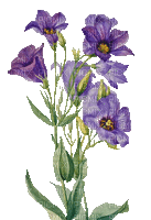 violet flowers summer autumn - GIF animé gratuit