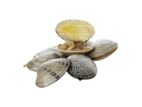 snäckor     Seashells - kostenlos png
