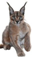 animalss cats nancysaey - zdarma png