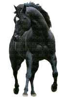 Schwarzes Pferd - png ฟรี
