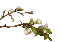 Blossom Spring Branch - Безплатен анимиран GIF