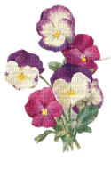 Stiefmütterchen, Blumen - PNG gratuit