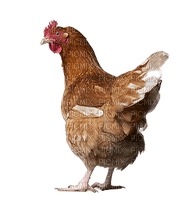 deco-chicken - PNG gratuit