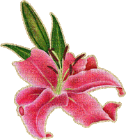 MMarcia gif flores fleurs  flowers lírio - GIF animado gratis