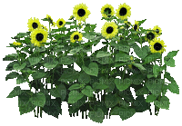 gelbe Blumen - GIF animé gratuit