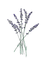 Blumen, Lavendel, Flowers - png gratuito