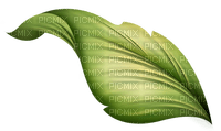 leaf - 免费PNG