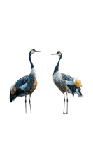 oiseaux grues - nemokama png