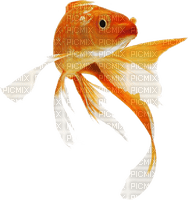 Kaz_Creations Fish - png gratis