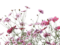 fleur - zdarma png