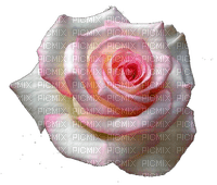 trandafir - gratis png