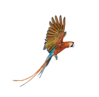 ✶ Parrot {by Merishy} ✶ - фрее пнг