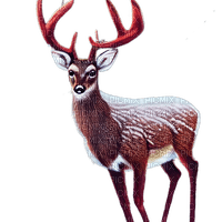 kikkapink winter deer animal - png grátis