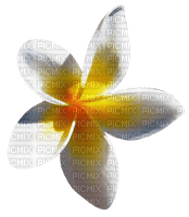 Flower in the Sun - PNG gratuit