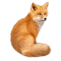 Fox - nemokama png
