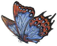 Motyl niebieski - darmowe png
