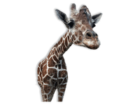 Giraffe bp - gratis png