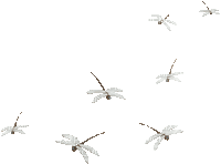 dragonfly gif (created with gimp) - GIF เคลื่อนไหวฟรี