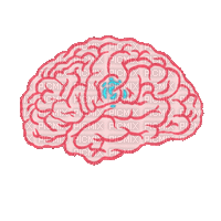 Brain Consciousness - Безплатен анимиран GIF