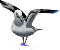 mouette seagull seemöwe