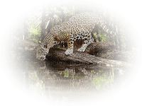 Leopard - nemokama png