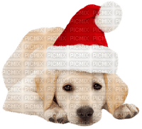 Santa Pup - Free PNG