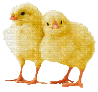 påsk-kyckling - Бесплатни анимирани ГИФ
