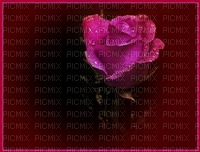 pink rose - δωρεάν png