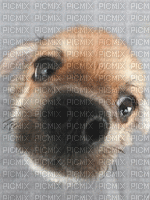 chien a grosse truffe - GIF animate gratis